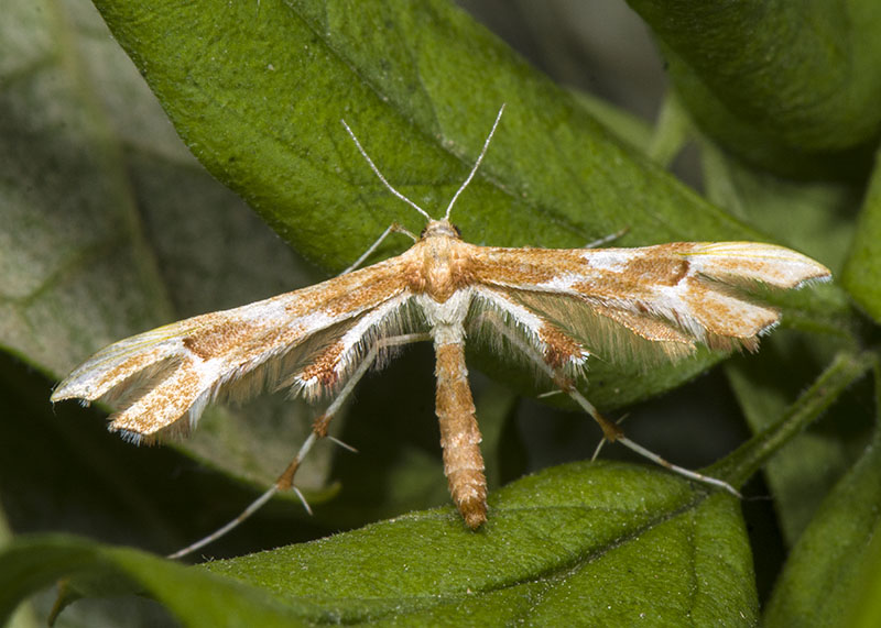 Pterophoridae da id